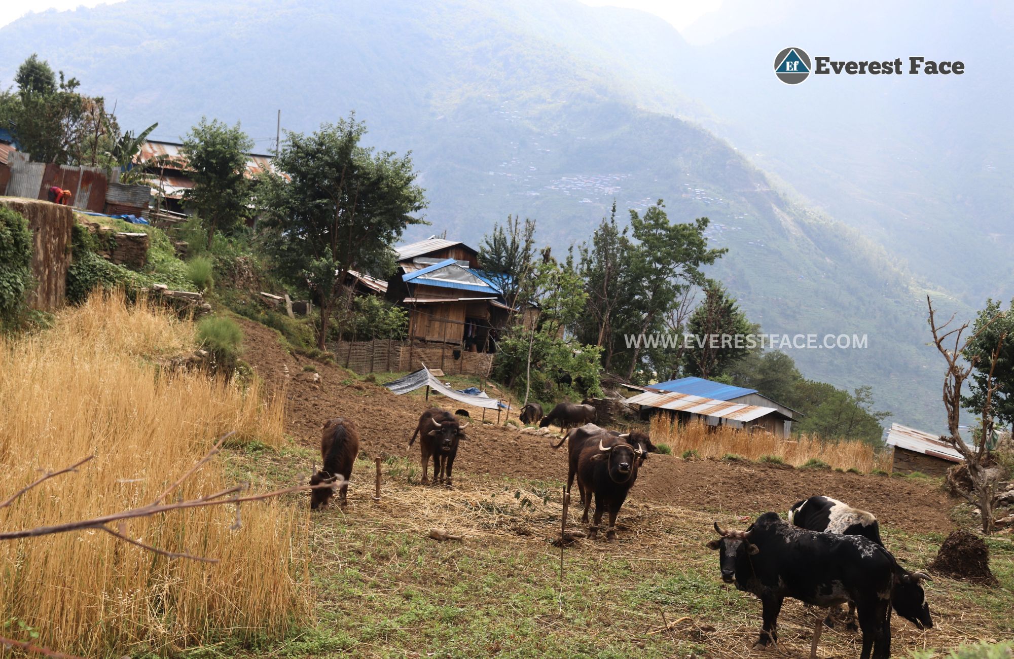 Jharalang_Village-(7)-1748062889.jpg