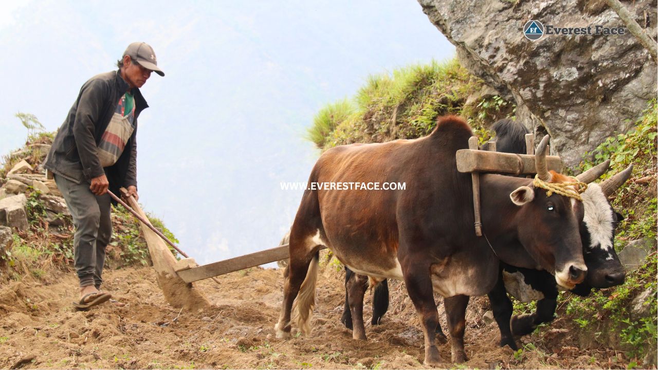 Jharlang_Village-1748062912.jpg